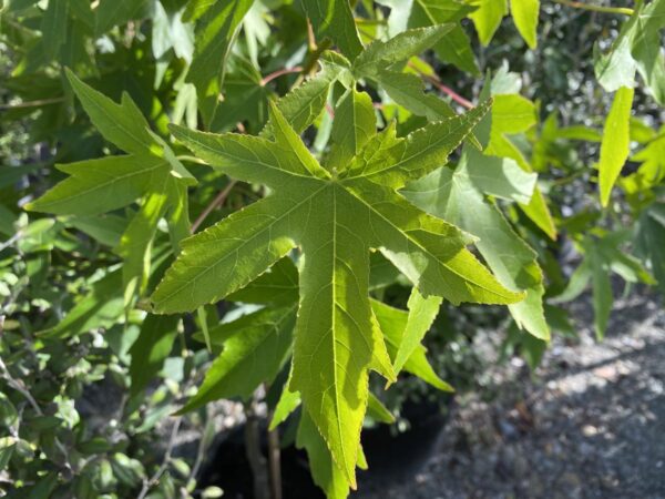 <i>Liquidambar styraciflua</i> 'Worplesdon' - Image 8