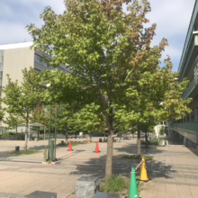 Liquidambar styraciflua 'Worplesdon' (American Sweetgum) summer form.