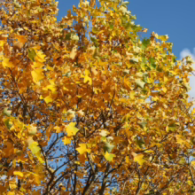 Golden autumn leaves of a tulip poplar tree against a bright blue sky with wispy clouds. The vibrant yellow foliage signals the fall season.