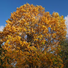 Golden autumn tree against a bright blue sky. The tree's leaves are a vibrant yellow, signaling the peak of fall foliage. A serene and colorful autumn scene.