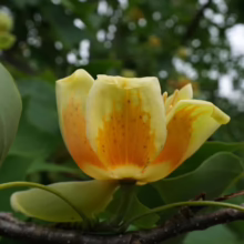 Close-up of a vibrant yellow tulip poplar flower with orange accents, blooming on a branch amidst lush green leaves. The flower's unique tulip shape is highlighted in this natural setting.