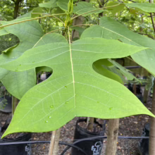 Close-up of a vibrant green tulip poplar leaf with distinctive lobes, showcasing its unique shape and texture against a backdrop of young trees in black nursery pots.