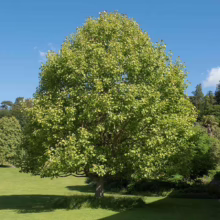 Lush green London plane tree stands prominently on a verdant lawn under a bright blue sky. Its full, rounded crown provides ample shade, creating a peaceful scene.