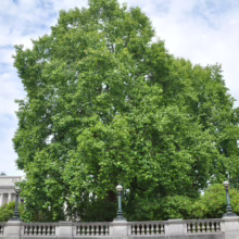 Lush green tree dominates the frame, towering over a stone balustrade and vintage-style lamp posts. A building with classical columns is visible in the background under a cloudy sky.