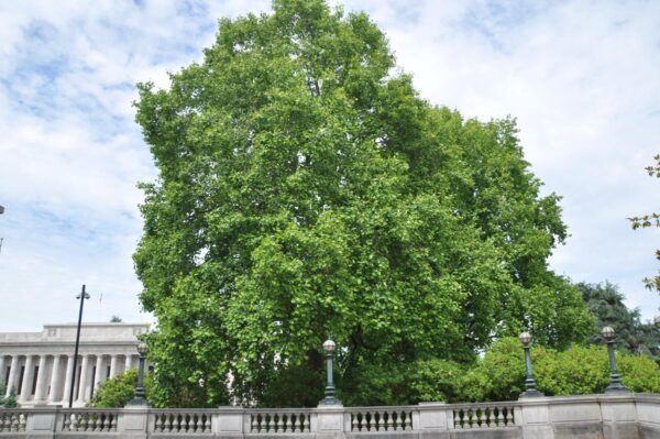 <i>Liriodendron tulipifera</i> - Image 10