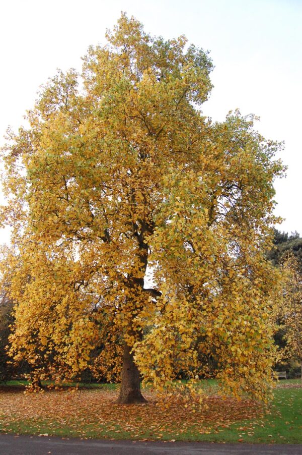 <i>Liriodendron tulipifera</i> - Image 4