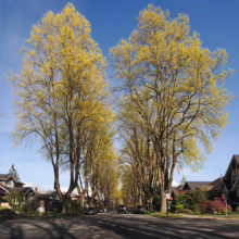 A tree-lined street in spring, with tall trees displaying new yellow leaves forming a canopy over the road, casting shadows on the asphalt in a residential neighborhood on a clear day.
