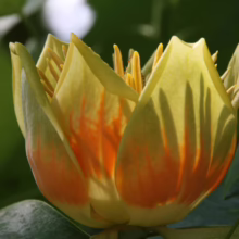 Liriodendron tulipifera (Tulip Tree) flower.