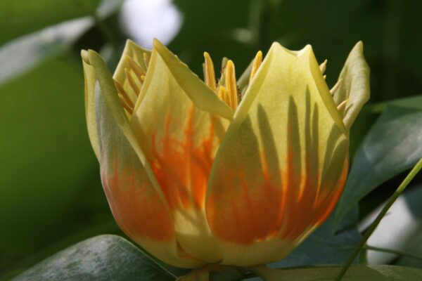 <i>Liriodendron tulipifera</i> - Image 6