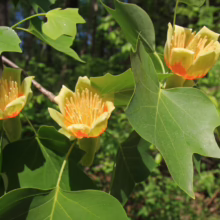 Close-up of tulip poplar flowers in bloom, showcasing their yellow-green petals tinged with orange and the tree's distinctive lobed leaves. A lush green forest provides a natural backdrop.