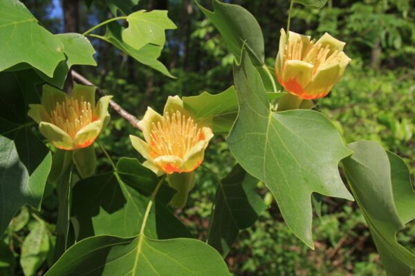 <i>Liriodendron tulipifera</i> - Image 7