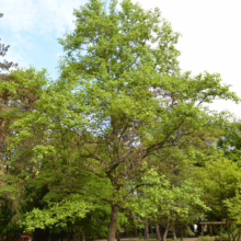 Lush green tree stands tall in a park setting under a partly cloudy sky. The tree's leafy canopy provides shade, surrounded by a well-maintained lawn and shrubbery.