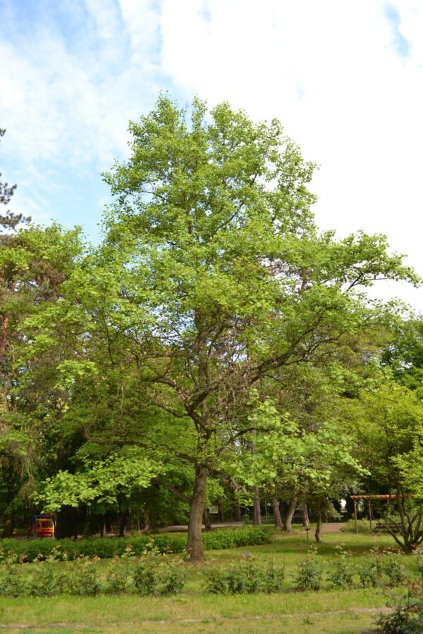 <i>Liriodendron tulipifera</i> - Image 8