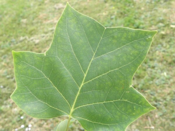 <i>Liriodendron tulipifera</i> - Image 9