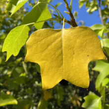 Close-up of a yellow tulip poplar leaf against a backdrop of green leaves and a bright blue sky. The distinctive shape of the tulip poplar leaf is clearly visible.