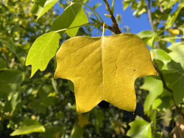 <i>Liriodendron tulipifera</i> 'Allenton Gold' - Image 2