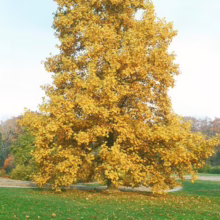 Golden autumn tree stands majestically in a park setting. Vibrant yellow foliage covers the entire tree, with fallen leaves scattered on the green grass below. A serene autumn landscape.