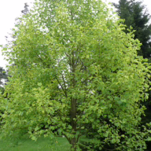 Lush tulip poplar tree with vibrant green leaves stands tall in a sunlit grassy yard. The tree's pyramidal shape and dense foliage create a sense of natural beauty.