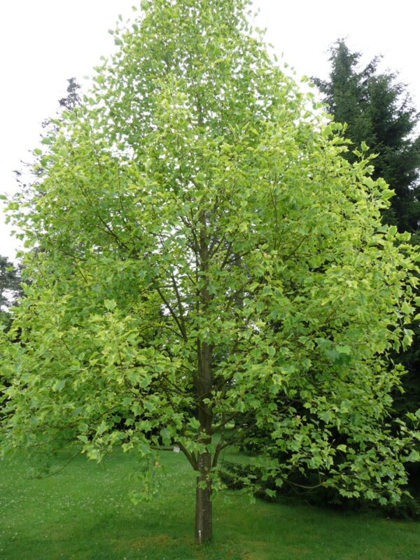 <i>Liriodendron tulipifera</i> 'Aureomarginatum' - Image 10