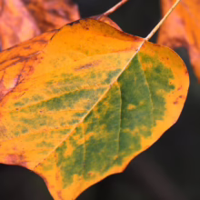 Close-up of a tulip poplar leaf transitioning to fall colors; green fades to yellow and orange. Veins are visible on the leaf, and a dark background emphasizes the changing seasons.