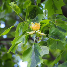 Tulip poplar flower amidst uniquely shaped green leaves with variegated patterns. The light yellow flower is in bloom, surrounded by lush foliage.