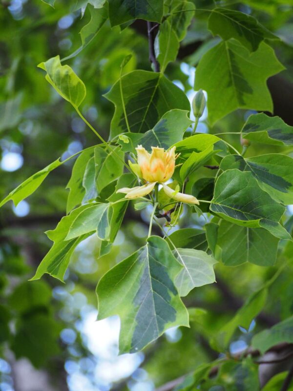 <i>Liriodendron tulipifera</i> 'Aureomarginatum' - Image 4