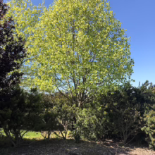 Bright green tulip tree in full leaf against a clear blue sky, surrounded by dark evergreen shrubs. Mulch covers the ground beneath the trees.