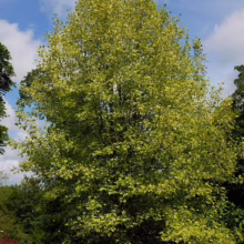 A large, mature sycamore tree stands tall against a partly cloudy sky. Its leaves display a variegated pattern of green and yellow, creating a vibrant canopy above a lush green undergrowth.