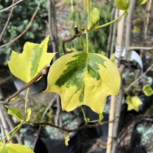 Variegated tulip poplar sapling with striking yellow and green leaves, showcasing unique foliage in a nursery setting.