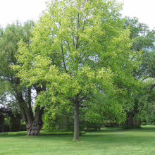 Lush green lawn surrounds a vibrant green tree with a full canopy, standing tall against a backdrop of mature trees and a bright sky. A serene landscape view.