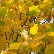Golden yellow tulip poplar leaves create a vibrant autumn canopy against a bright sky. The unique shape and color of the foliage are highlighted.