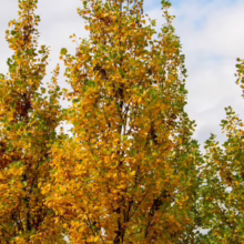 Tall, columnar tulip poplar trees displaying vibrant yellow and green autumn foliage against a partly cloudy sky.