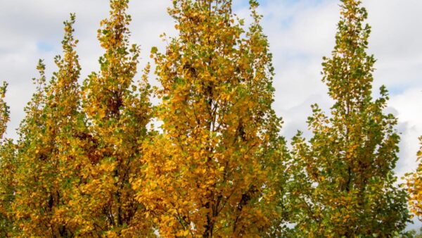 <i>Liriodendron tulipifera</i> 'Fastigiatum' - Image 3