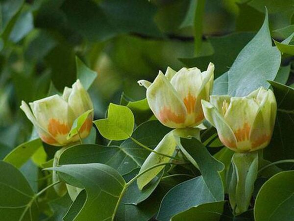 <i>Liriodendron tulipifera</i> 'Fastigiatum' - Image 4