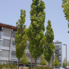 Columnar tulip poplar trees stand tall in a landscaped urban setting with modern buildings. Their vibrant green foliage contrasts against the gray architecture and blue sky.