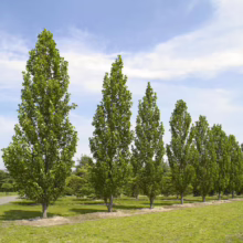 Columnar trees line a green lawn under a blue sky. These fastigiate trees offer a narrow, upright shape for landscaping, perfect for adding height without taking up too much space.