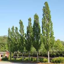A row of columnar trees with dense green foliage stands tall against a clear blue sky, lining a street with a glimpse of a brick building and a fence in the background.
