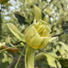 Variegated tulip tree flower, a unique blend of yellow, green, and cream hues, blooms amidst its variegated foliage. A rare and beautiful sight, showcasing nature's artistry.
