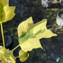 Variegated Tulip Poplar leaf displaying unique yellow and green coloration. The distinctive leaf shape and color variation make it a standout ornamental tree.