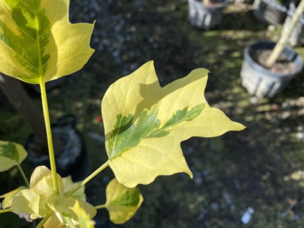 <i>Liriodendron tulipifera</i> 'Snowbird' - Image 3