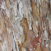 Close-up of a tree trunk with peeling bark, revealing layers of tan, brown, and grey. The textured surface shows the natural exfoliation process of the tree.