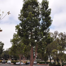 Multi-trunked arbutus tree with peeling red bark stands tall in a parking lot island. Green foliage contrasts with the surrounding asphalt and parked cars under a cloudy sky.