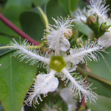 Close-up of a white brush cherry flower with delicate, thread-like petals radiating from a green center, surrounded by glossy green leaves and a reddish stem.
