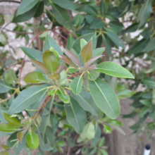Lush green leaves of a Bay Laurel plant showcase vibrant new growth with reddish-bronze tips. Close-up shot highlights the plant's potential for culinary use.