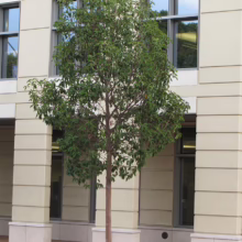Young tree with dense green leaves stands in front of a modern building with beige stone facade and large windows, adding a touch of nature to the urban landscape.