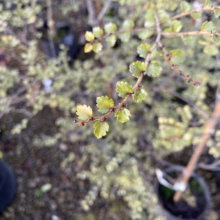 Close-up of a young shrub with tiny, rounded green leaves and reddish-brown stems, potted in a nursery setting. The miniature foliage creates a textured, natural pattern.