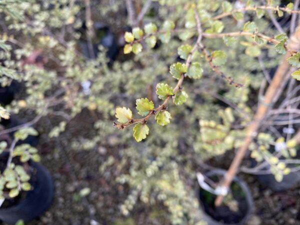 <i>Lophozonia menziesii</i> - Image 2
