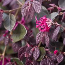 Close-up of a pink fringe flower (Loropetalum chinense) in bloom, showcasing the plant's unique, ribbon-like petals and deep purple foliage. A beautiful example of a Chinese fringe flower variety.