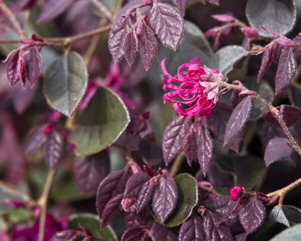 <i>Loropetalum chinense</i> var. <i>rubrum</i> 'Fire Dance' - Image 2