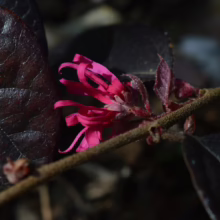 Crimson Loropetalum flower with ribbon-like petals blooming on a branch against dark burgundy leaves. A striking close-up of spring color.
